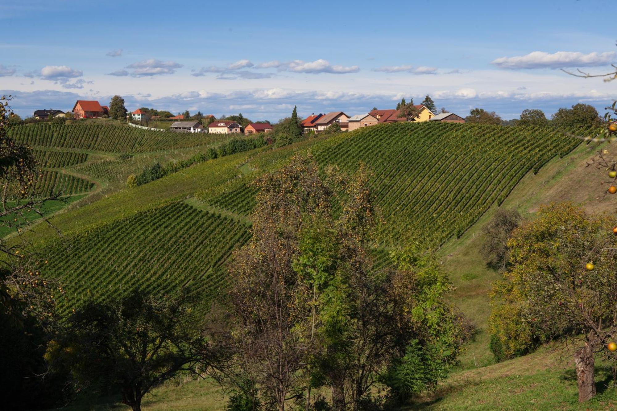 Spodnji Jakobski Dol Wine & Tourism Bracko Bed & Breakfast エクステリア 写真